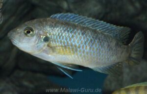Labeotropheus fuelleborni 'Katale Island'